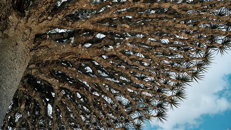 شجرة دم الأخوين في سقطرى — Dragon blood tree, Socotra