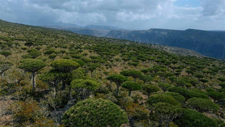 غابات أشجار دم الأخوين — Dragon blood tree forest