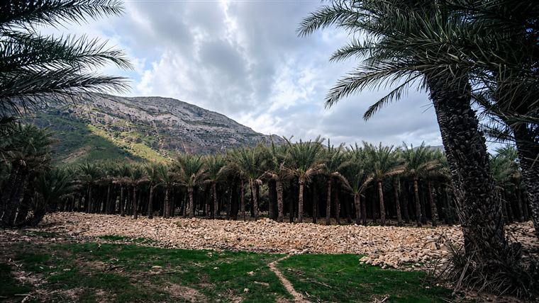 واحات النخيل — Palm oases