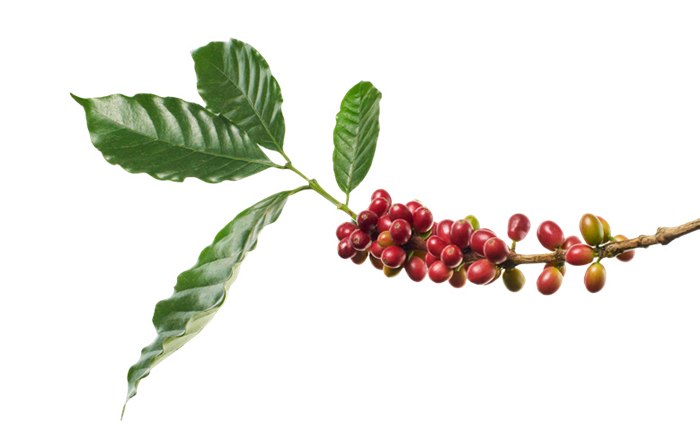 غصن البن اليمني — Yemeni coffee branch
